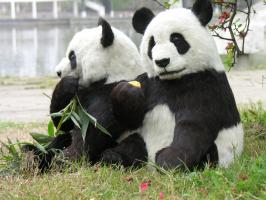Giant Pandas Eatting Bamboo 